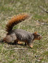 eastern fox squirrel looking for food in the park on a sunny day