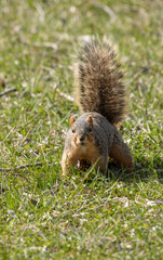 eastern fox squirrel looking for food in the park on a sunny day