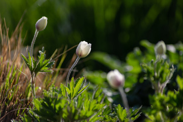 colorful flowers  at eastern season