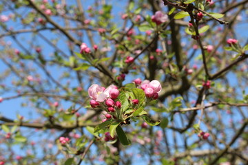 Fleurs de pommier