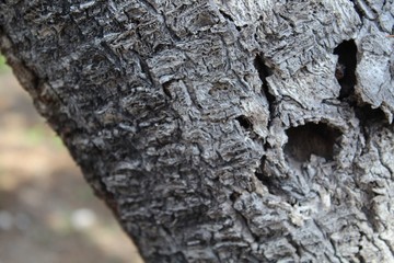 Detalles de árbol