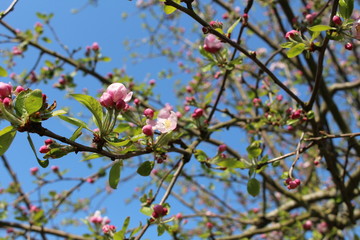 Fleurs de pommier