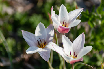 Fototapeta premium colorful flowers at eastern season