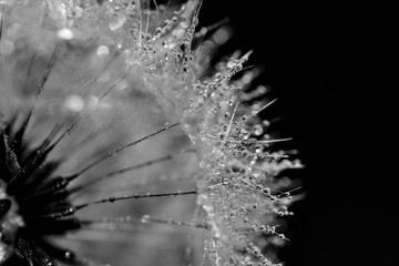 Gocce d'acqua sui petali del fiore tarassaco isolato, su sfondo nero