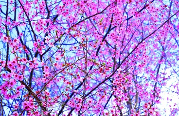 Branches of colorful pink cherry blossoms from a prunus tree in the spring