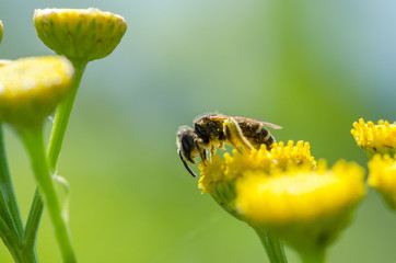 Wasp Up Close