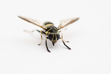 Wasp Up Close