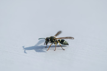 Wasp Up Close