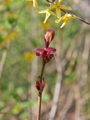 Forsythie am Wegesrand 