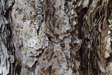 Corteza de &aacute;rbol.