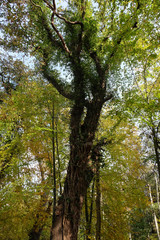 View of a large beech tree from below in the middle of autumn