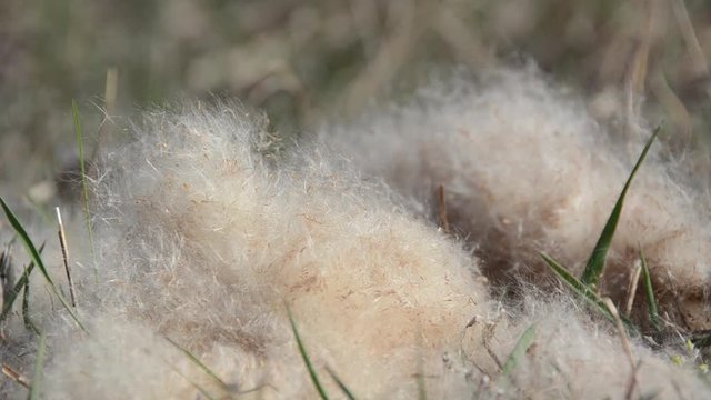 Dry cane fluff on the breeze. Airy reed fuzz sways in the wind, No.1