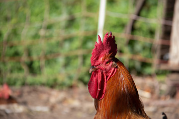 Gallo jefe © M
