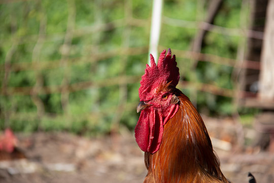 Gallo jefe
