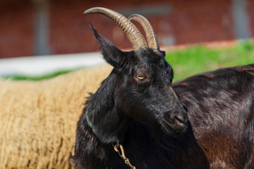 Close up on black goat standing by the sheep in sunny summer or spring day in front of selective focus building with metal chain around the neck