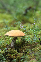 boletus mushroom growing in wild forest