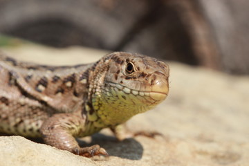 Curiously femail sand lizard