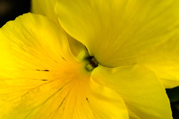 Closeup of Yellow Pansy
