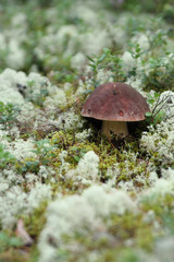 porcini mushroom grows in the wild forest