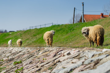 Back view on three sheep walking the stone paved way in sunny summer or spring day
