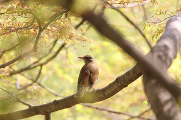 枝にとまるシロハラ