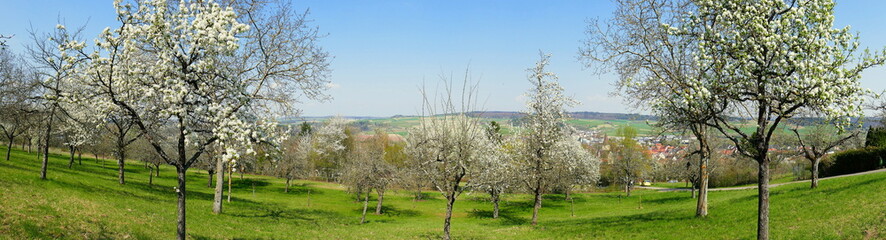 weites Panorama einer Wiese mit blühenden Obstbäumen unter blauem Himmel