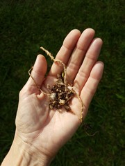 Human contact with nature is an excellent therapy.