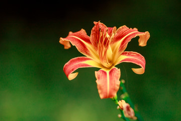 pink flower on a green background use for background