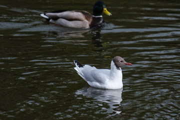 Black-headed Gull (Chroicocephalus ridibundus), Lagan River, Northern Ireland, UK