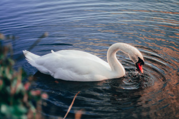 A Swan at Sunset