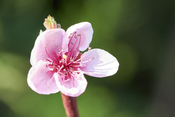 Sweet pink flower blooming peach in the spring garden. Blossoming fruit tree.