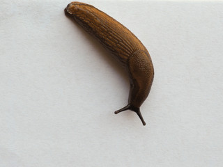 slug snail animal