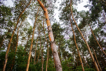 Fototapeta premium Tall trees with dried branches. Foliage mostly on the top. Picture taken from below.