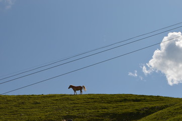 Lonely horse on top of the alpine mountains.