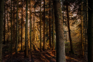 Schwarzwald - czarny las, niemcy. Las podczas zachodu słońca