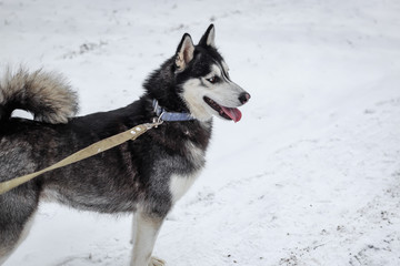 A cheerful husky dog ​​stands sideways looking to the side with his mouth open and his tongue sticking out