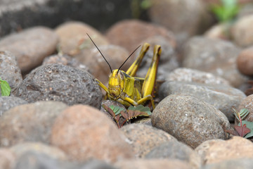 yellow grasshopper brown winged wood with 2 antennas on top of an oval round head with dark gray color-
