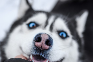 husky dog ​​nose close up
