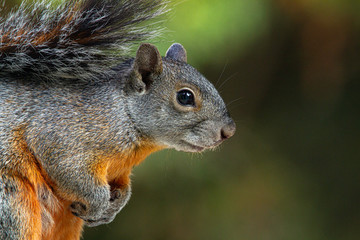 squirrel portrait