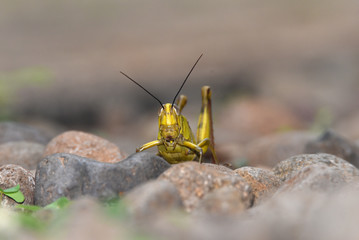 yellow grasshopper brown winged wood with 2 antennas on top of an oval round head with dark gray color-