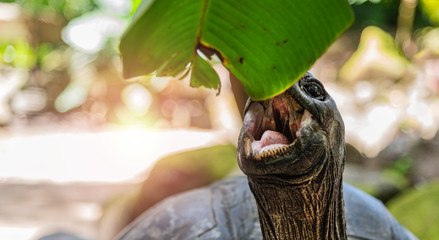 Aldabra giant tortoise eating plant leaf close up, open mouth.