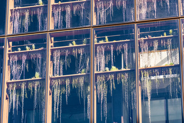 Close up of building wall made of large window panes, with succulent plants seen behind the glass, forming a vertical garden