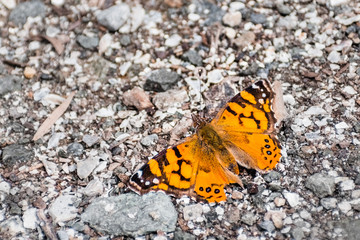 Painted Lady (Vanessa cardui) butterfly resting on a gravel road, San Francisco Bay Area, California