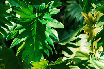 Tropical green leaves background texture.