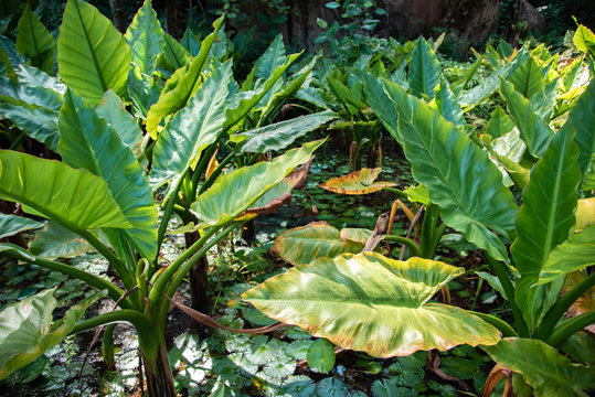 Plants at Seychelles botanical garden.