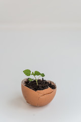 Plant in the shell from the egg