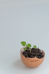 Plant in the shell from the egg