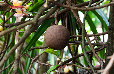 Couroupita guianensis or Cannonball tree fruit at Seychelles botanical garden.