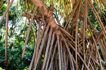 External roots of tropical trees at the forest, exotic unusual flora.