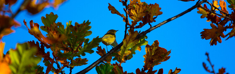 Banner of a bird on the branches of a colorfull tree © Simão Moreira